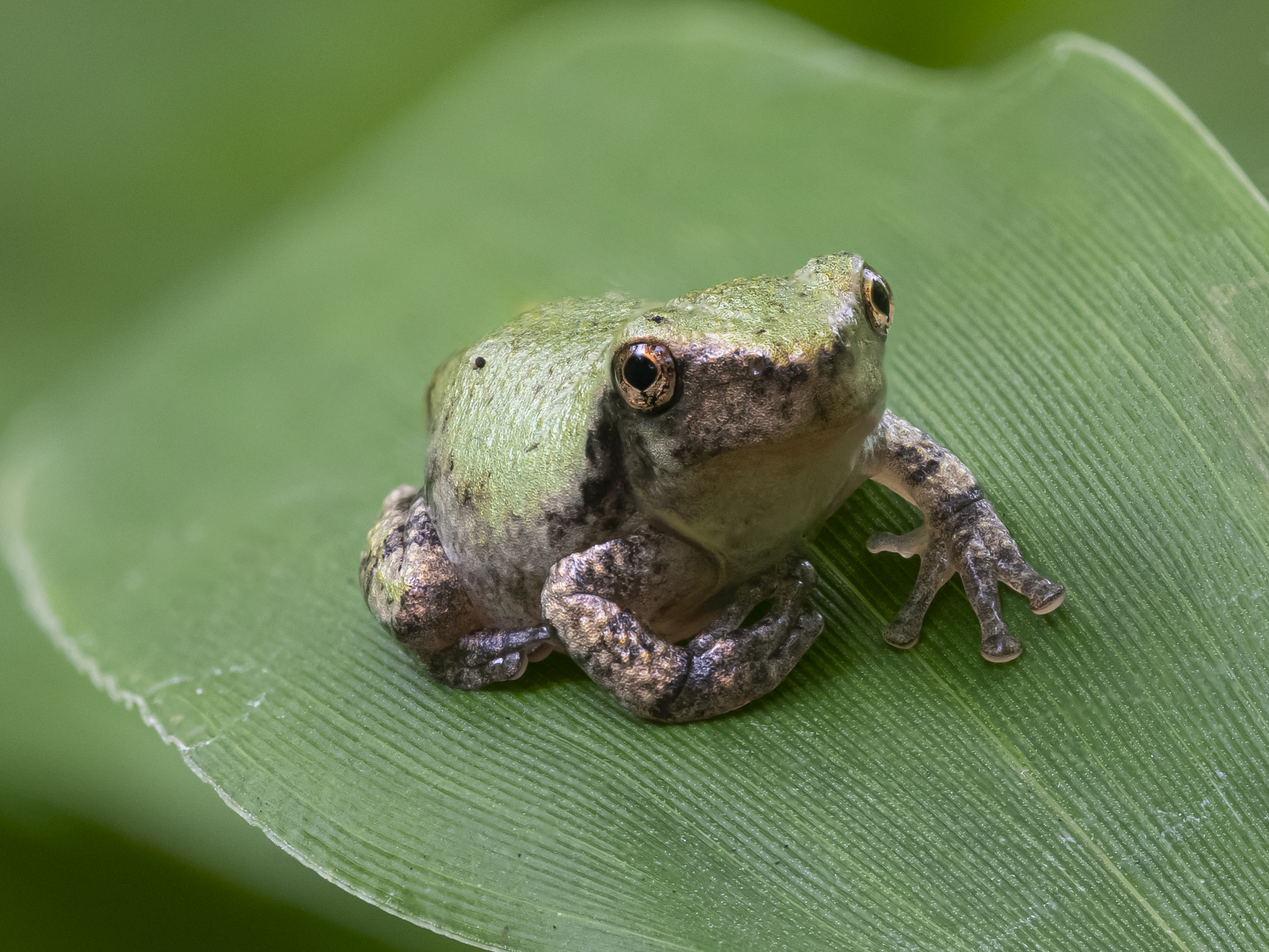 a tiny tree frog on a leaf